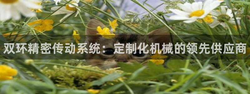 彩神8购彩-购彩大厅：双环精密传动系统：定制化机械的领先供应商